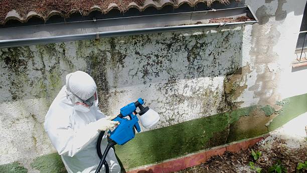 Top rated local Mold Remediation specialists in New Hope, PA